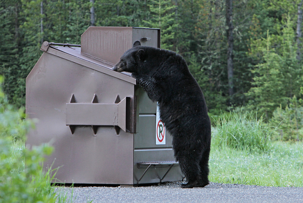 Why Bears Break Into Dumpsters!