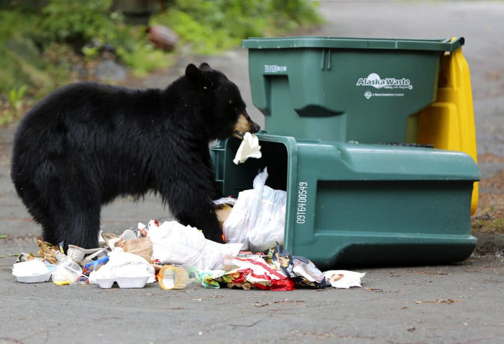 What Makes a Dumpster Bear Resistant?